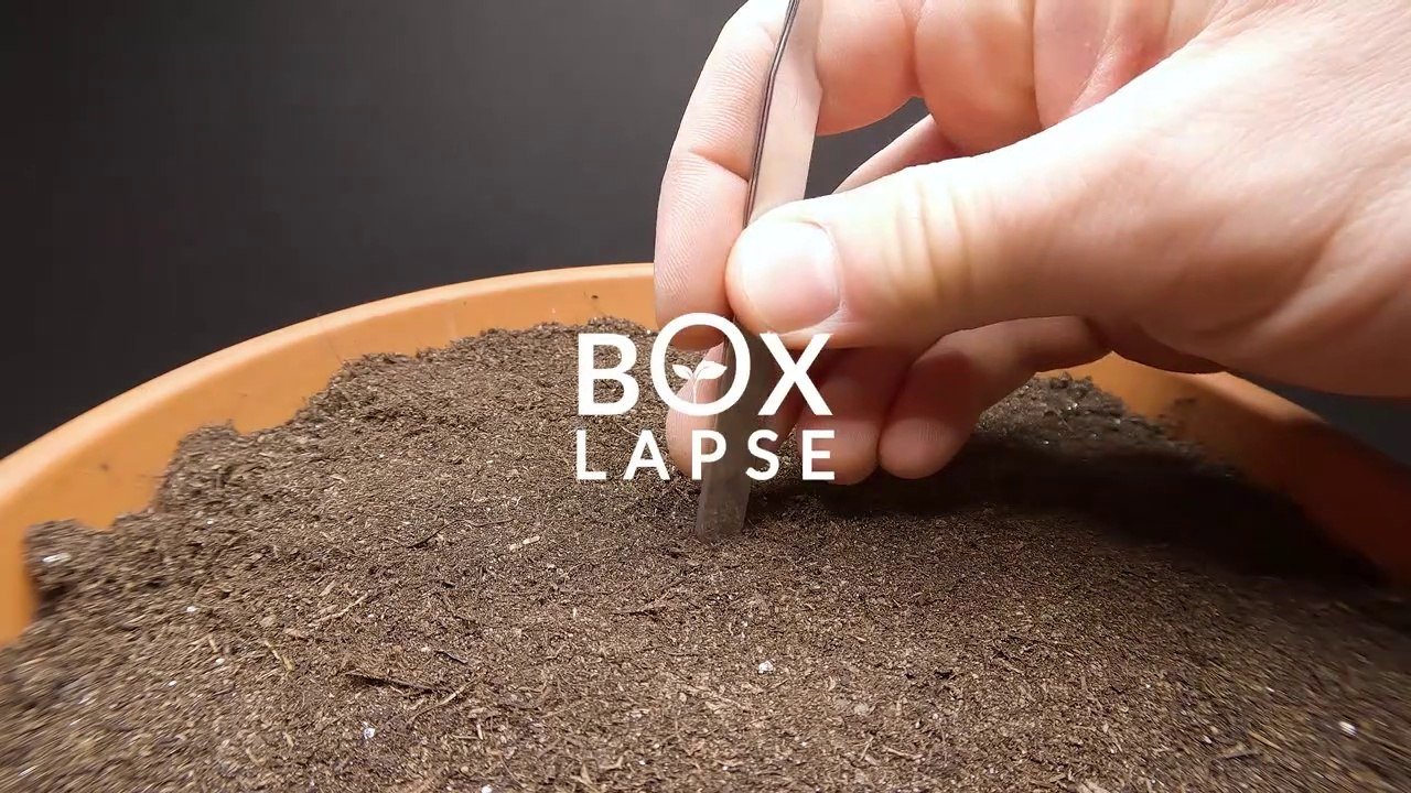 Growing THAI BASIL Timelapse 70 Days Video Dailymotion