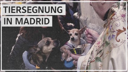 Tag des Heiligen Antonius: Gottes Segen für Hund und Katz