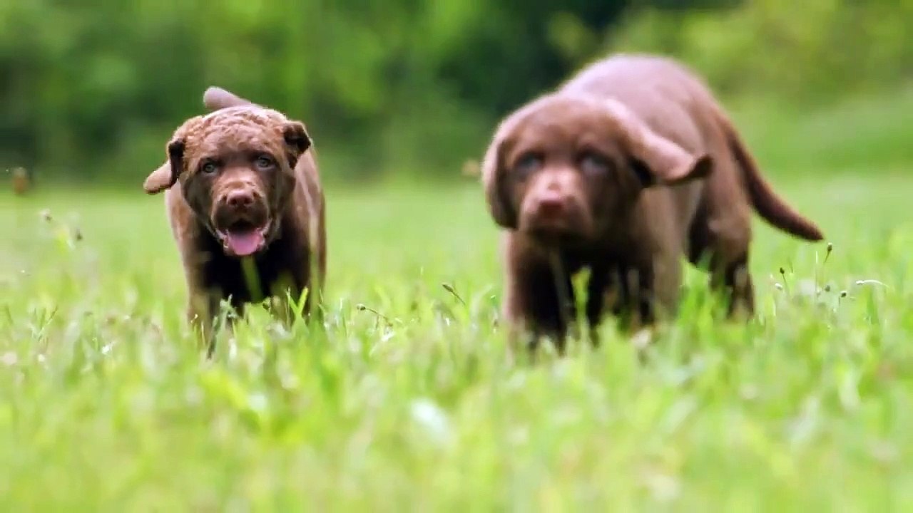 Too Cute! - Ep45 HD Watch