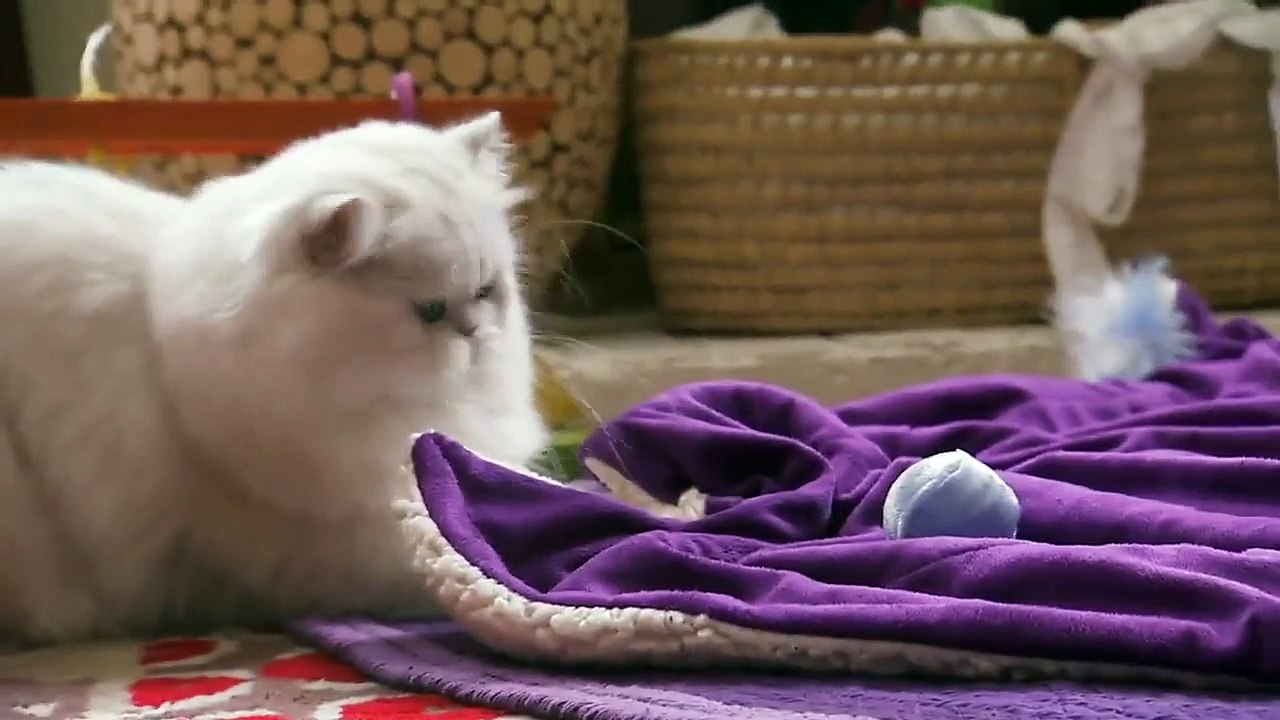 Too Cute! - Ep47 HD Watch