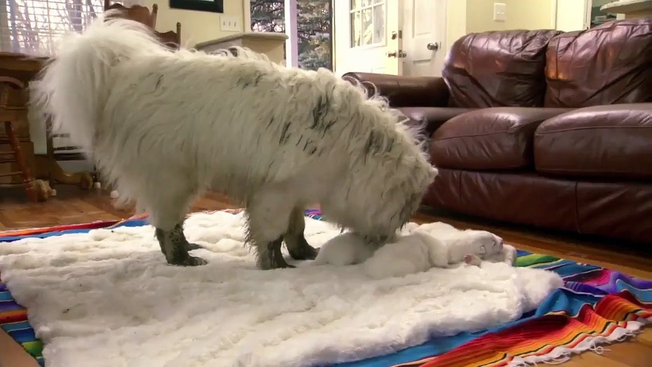 Too Cute! - Ep54 HD Watch