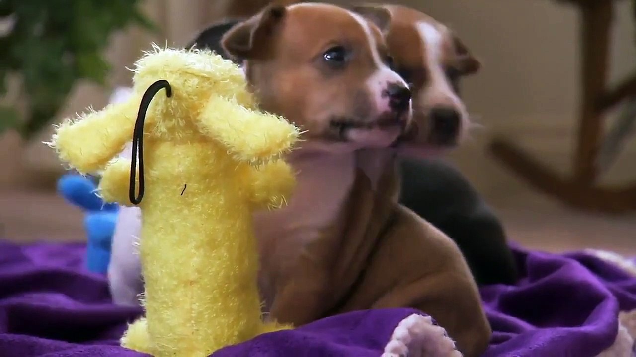 Too Cute! - Ep48 HD Watch