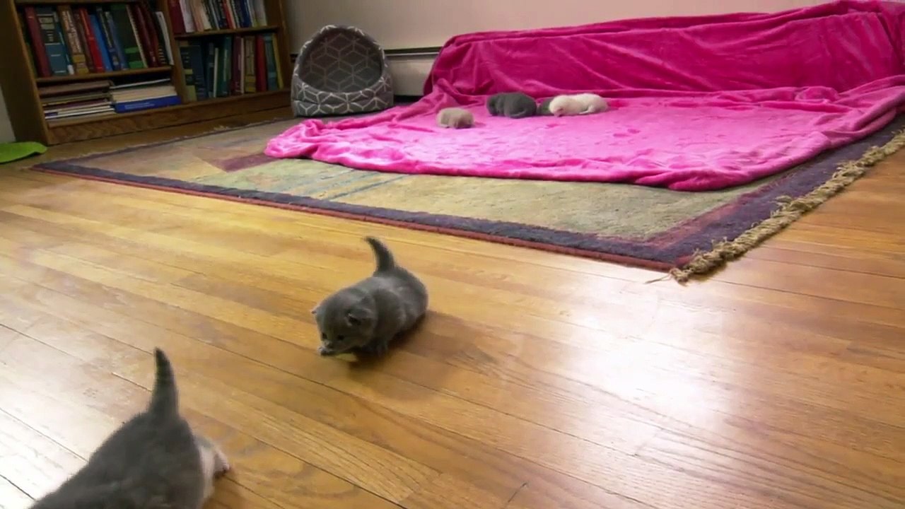 Too Cute! - Ep52 HD Watch