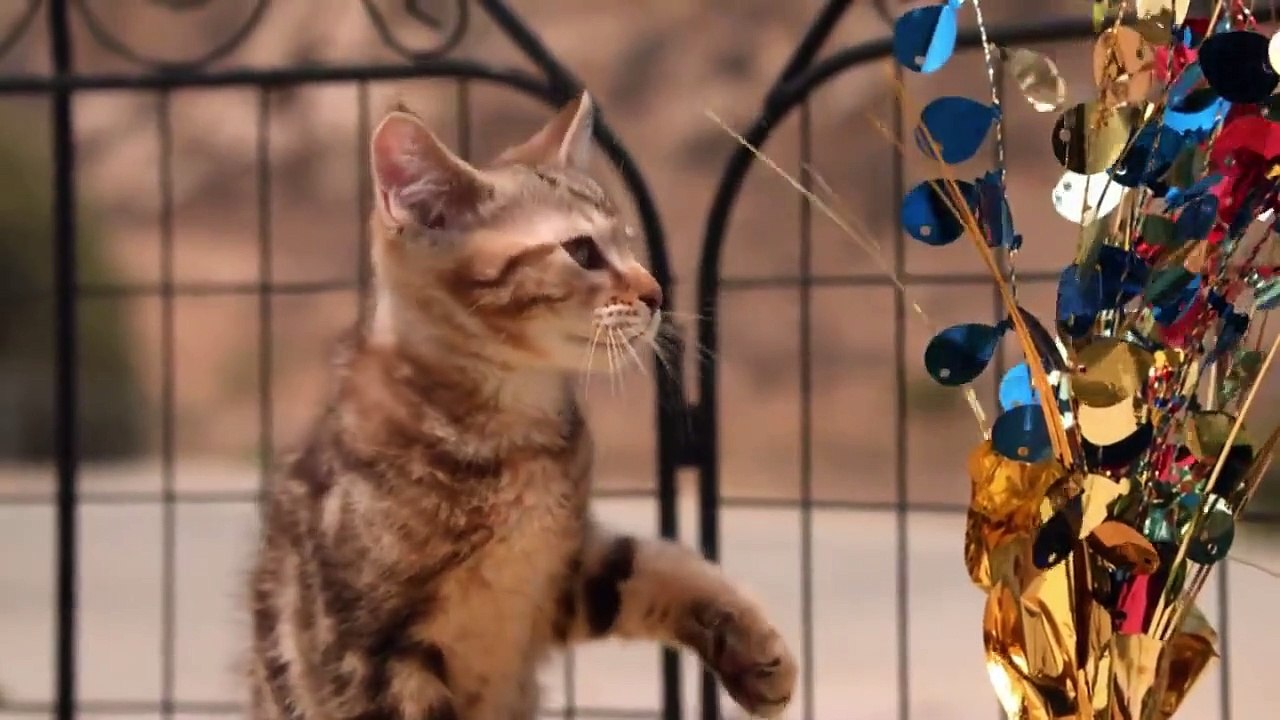 Too Cute! - Ep50 HD Watch