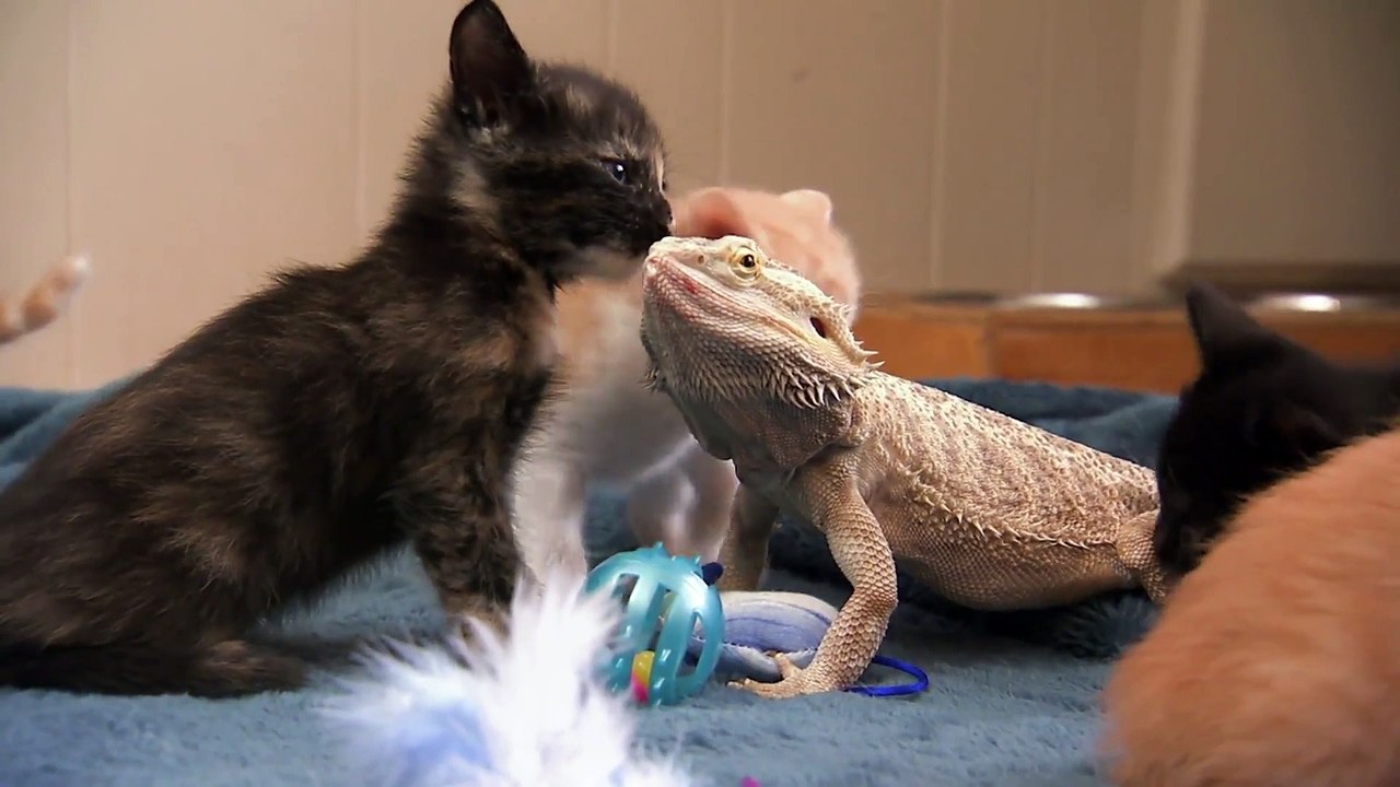 Too Cute! - Ep44 HD Watch