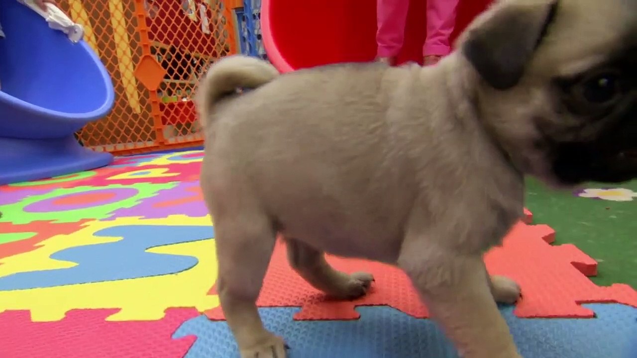 Too Cute! - Ep57 HD Watch