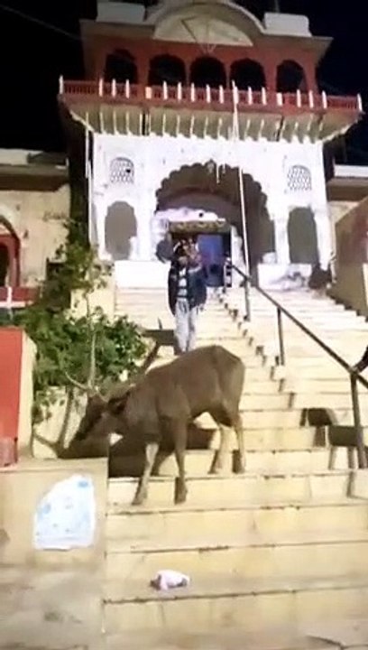 अलवर शहर के जगन्नाथ मंदिर में रात को पहुँचा वन्...