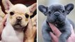 AWW  The Best Adorable Bulldogs in The Planet Makes Your Heart Melt | HaHa Animals