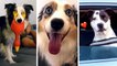 Most Viral DOGS on the Internet  Best Doggos Compilation | HaHa Animals