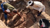 Momias intactas de cocodrilo, el enigma del antiguo Egipto resuelto por españoles