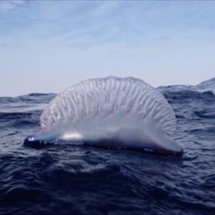 Des physalies aperçues sur des plages de Vendée
