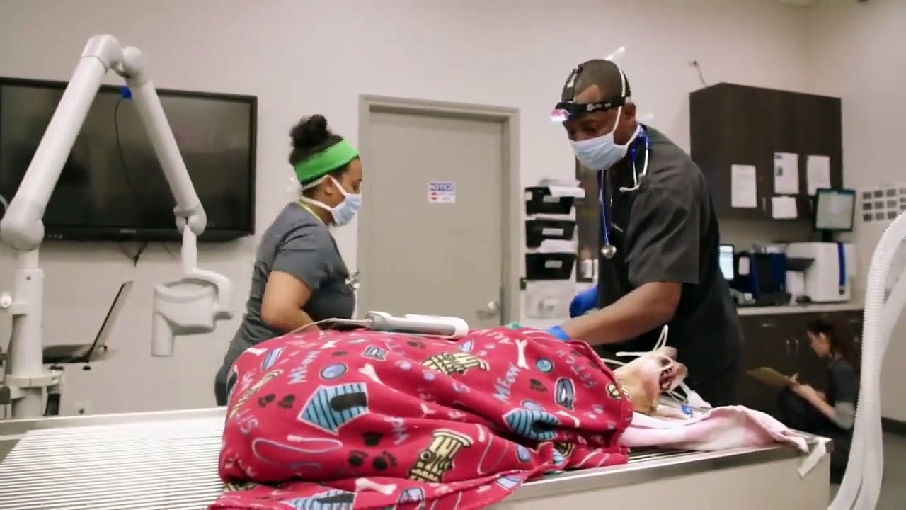 The Vet Life - Se6 - Ep07 Saving Captain Hook HD Watch