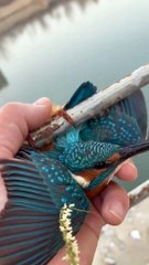 Sauvetage d'un martin-pêcheur les pattes collées sur une barre métallique