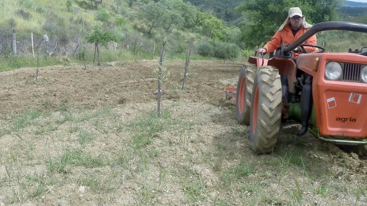 Agria Articulated Tractor | Scarify arbequina olive trees planted in 2021