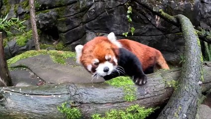 Elderly red panda embarks on ‘snack quest’ to keep fit and healthy