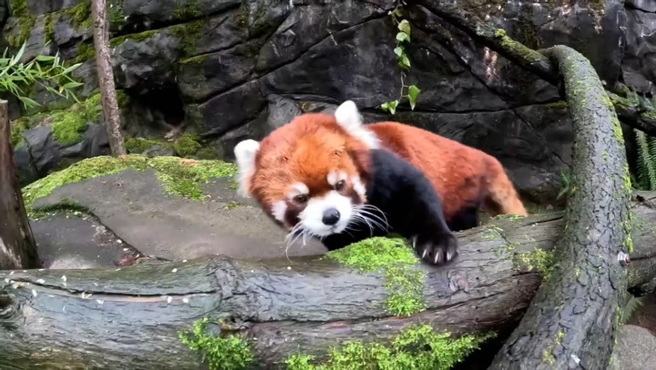 Elderly red panda embarks on ‘snack quest’ to keep fit and healthy