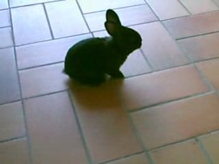 Mon gentil petit lapin Boris :cool: