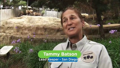 Baby Reindeer Sometimes Pounce And It’s The Cutest Form of Happiness!