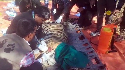 बाघिन एसटी-2 का ट्रंक्यूलाइज कर किया घाव का इलाज देखें वीडियो