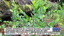 Localizan plantación con 21,000 arbustos de coca en Yoro