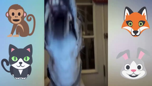 Funny Wild And Farm Animals Videos Funny Cats and Dogs Funniest Cats