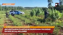 Secuestraron plantas de marihuana valuadas en más de $15 millones