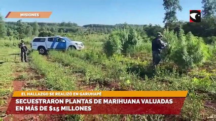 Secuestraron plantas de marihuana valuadas en más de $15 millones