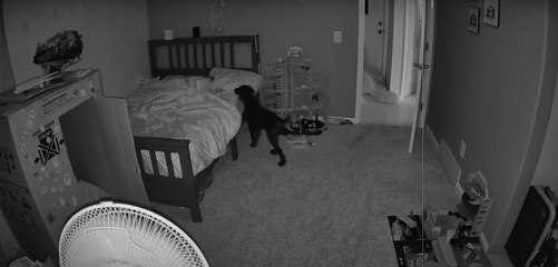 El mejor niñero: tierno perrito cuida el sueño de un niño todas las noches