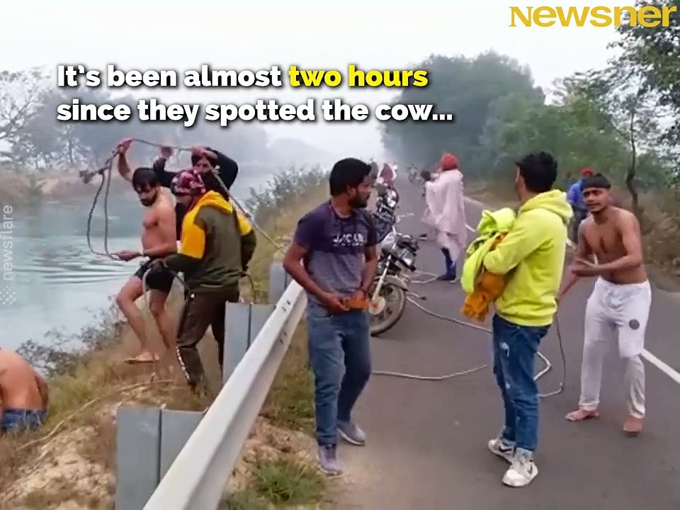 vache dans la riviere
