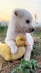 small dog play with chickens so cute