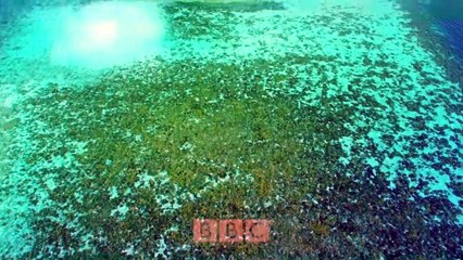 Earth's Tropical Islands - Se1 - Ep03 - Hawaii HD Watch