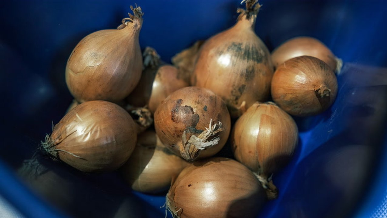 Wegen zu hoher kosten: flugbegleiter schmuggeln kiloweise zwiebeln