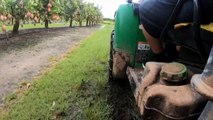 North Qld mango growers grapple with ongoing torrential rain