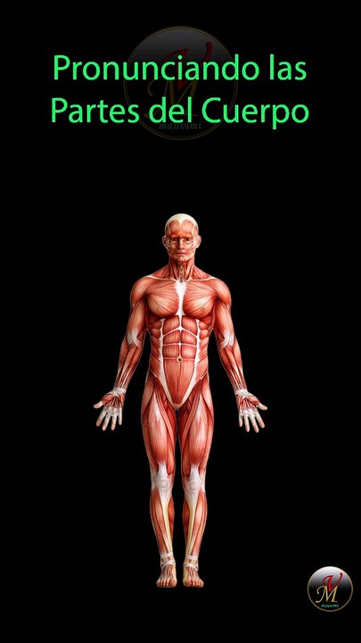 Pronunciando las Partes del Cuerpo en Español