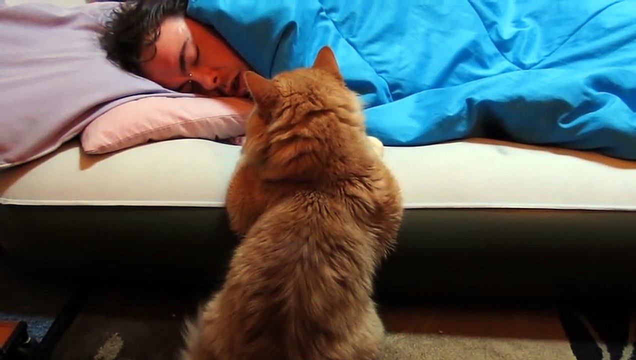 Our Funny Cat_ _Why Won_t He Wake Up to Play With Me_