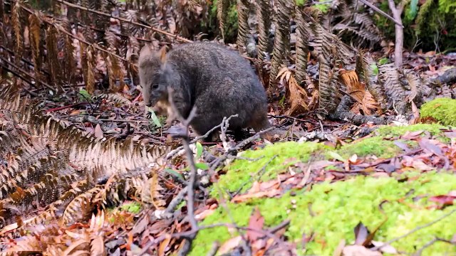 Tasmania Documentary 4K _ Wildlife _ Australia Landscapes and Nature _ Original Documentary