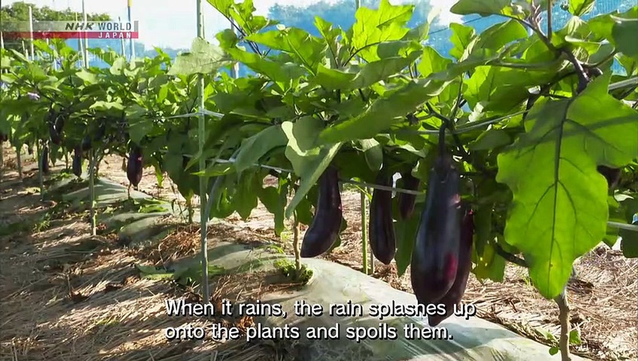 TRAILS TO OISHII TOKYO - EGGPLANT