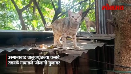 १८०० रु. पेन्शनमध्ये हा अवलिया असा करतो १८ कुत्री, ३० मांजरींचा खाण्याचा खर्च