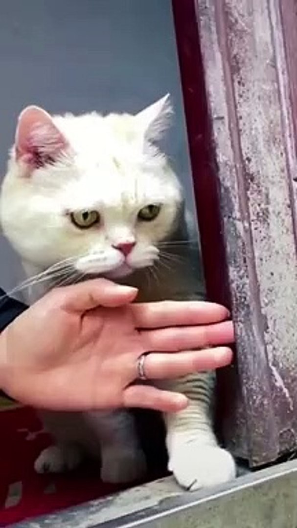 funny animals | cute animal clips #animal