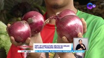 Sibuyas na sinlaki ng kamao, posibleng smuggled ─ Dept. of Agriculture | BT