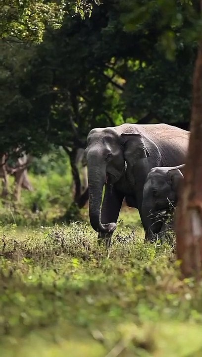 WildAnimals video #Wildlife