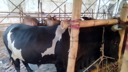 শাহীওয়াল গরু এবং ঘাড়ঁ গরু এখন চট্টগ্রামে পাওয়া যায়