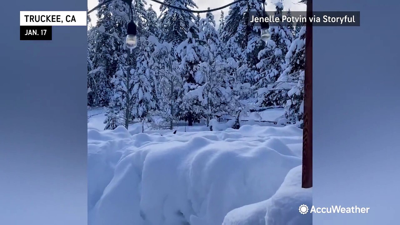 'Lions, dogs and cats, oh my!' Animals enjoy fresh January snow across the country