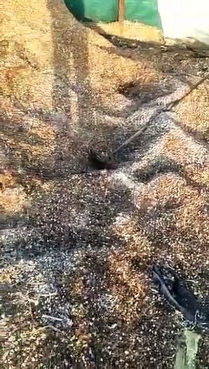 सर्दी व कोहरे ने ट्रेनों की रोकी रफ्तार, खेतों में जम रही बर्फ की परत