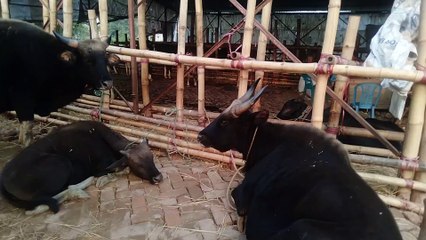 গোয়াল গরুর দাম এবং ওজন জানুন