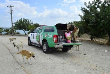 Adana'da 132 yasaklı ırk köpeğe el konuldu