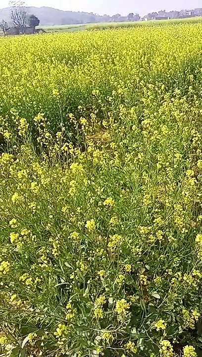 #sondarhjare#khobsuratlok#kiut