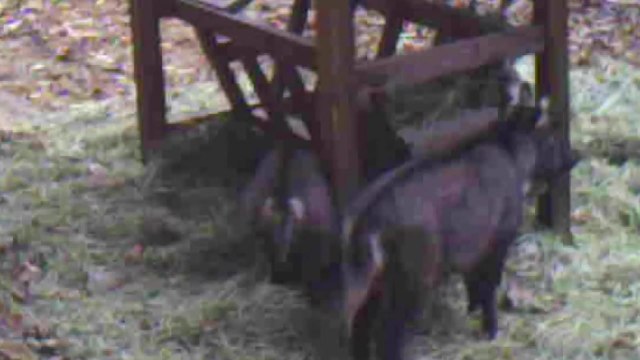 강원 삼척에서 멸종위기 1급 '산양' 집단 서식 확인 / YTN