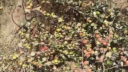 पाले से सब्जी में 60 तो सरसों 25 फीसदी नुकसान