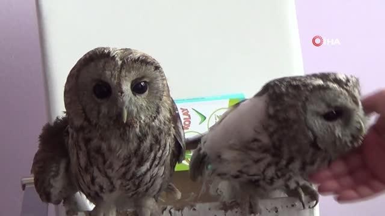 Tunceli'de yaralı alaca baykuşlar doğa korumaya emanet